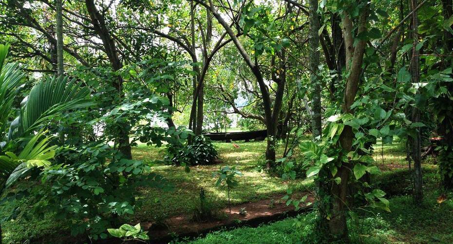 Sarovaram Backwater Resort & Ayurvedic Spa, Kollam 5